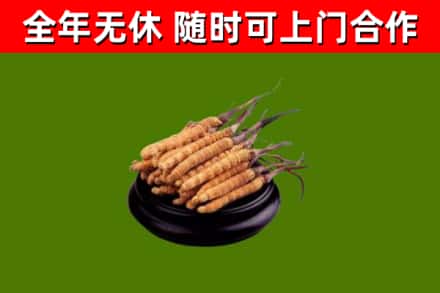 双滦回收冬虫夏草